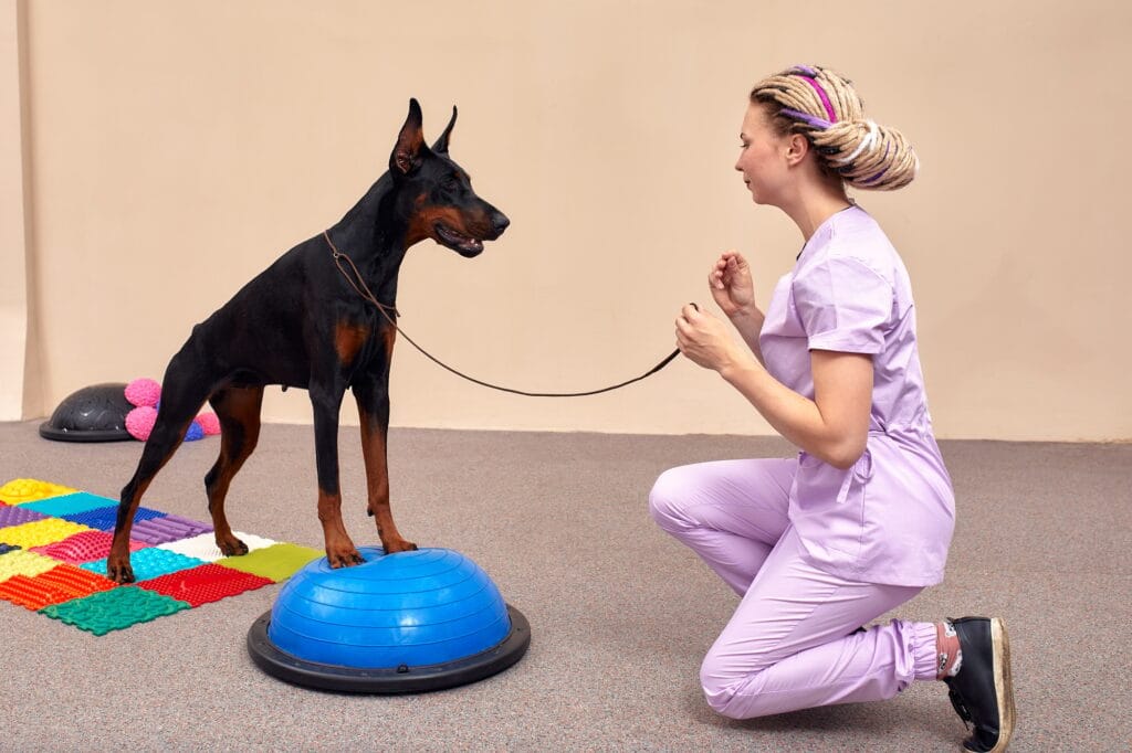 Dog is engaged fitness on massage and physiotherapy carpet. Training device for rehabilitation