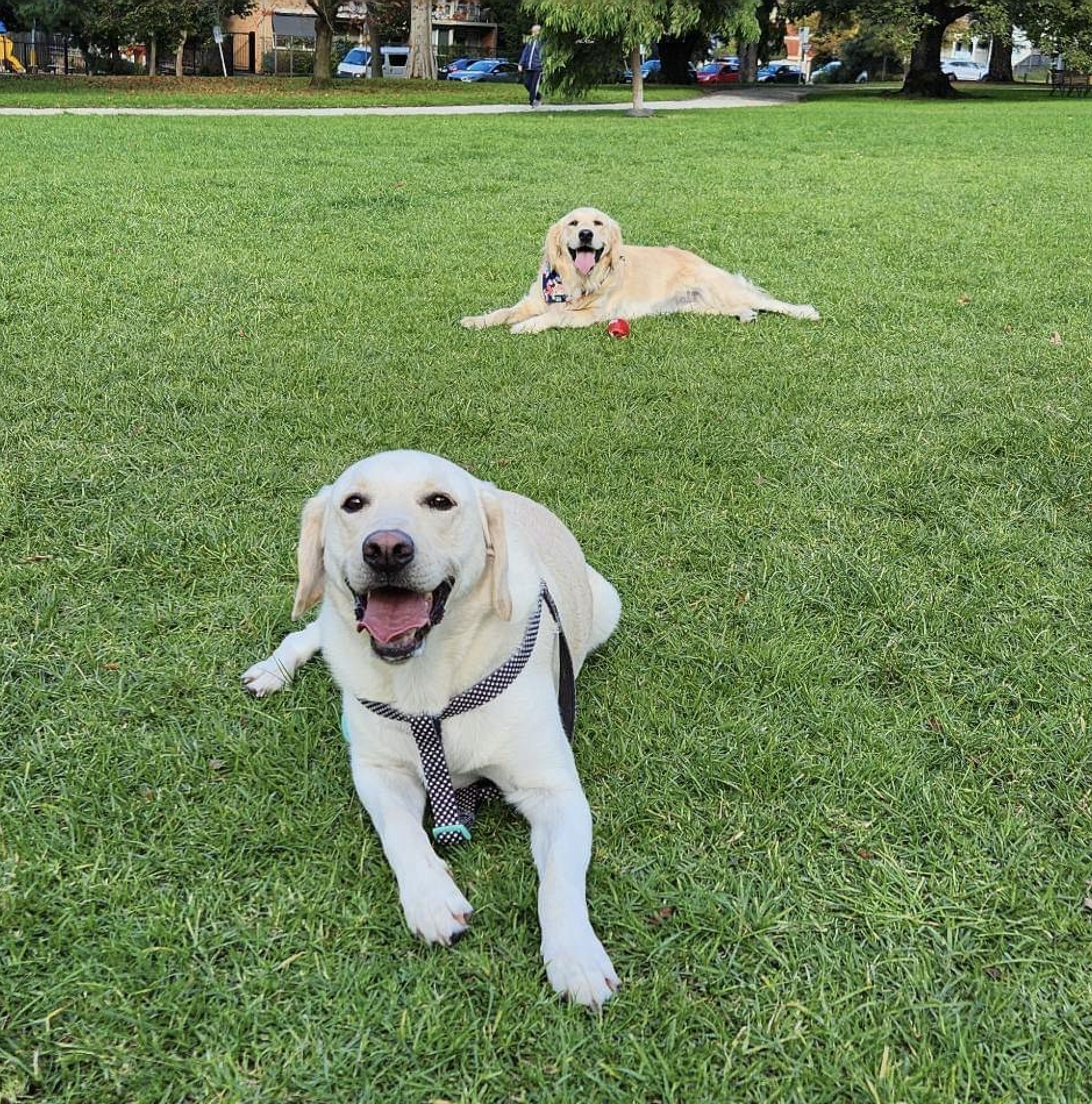 Two happy dogs lying on green grass park.