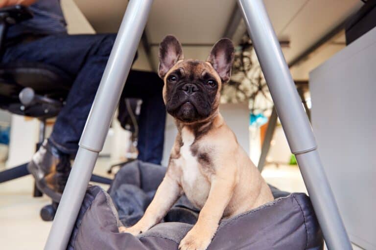 Certified Support Dog waiting patiently in a beanbag under a desk in a school environment.