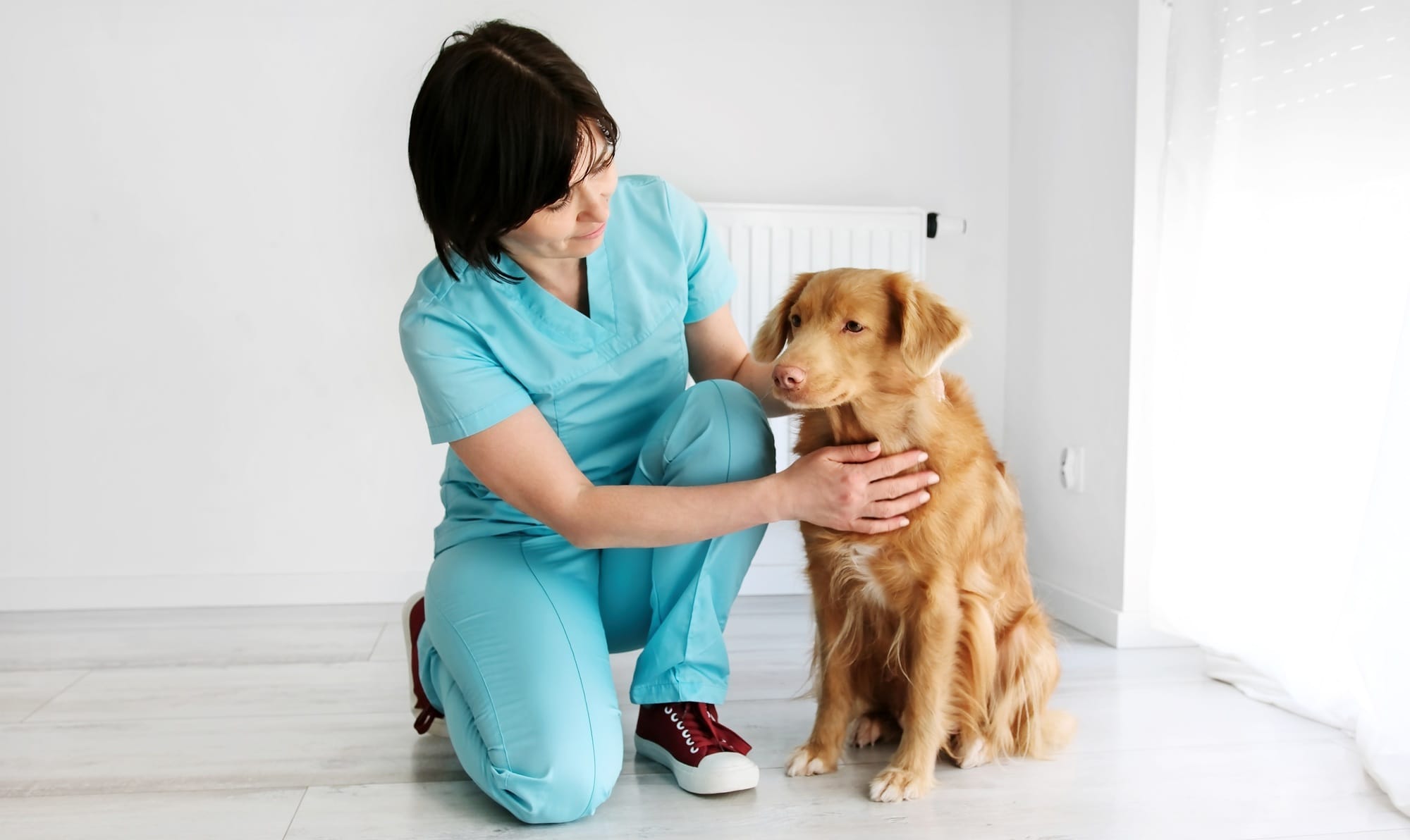 adorable Toller Retriever dog in vet clinic