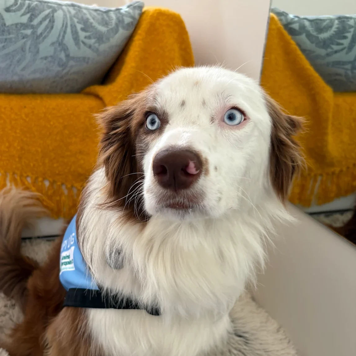 ashley ogilvie therapy dog team participant