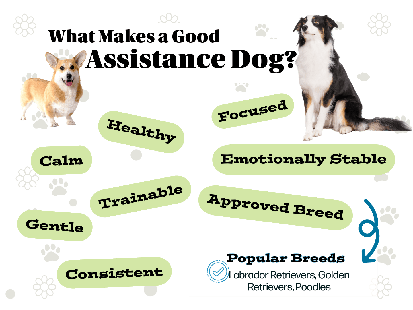 what makes a good assistance dog breed