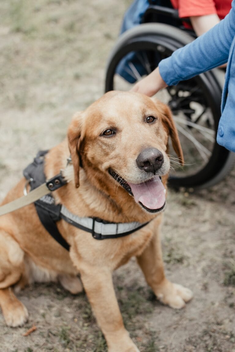 Canis Dog Therapy. Labrador dog and disabled children on green grass. Dog-Assisted Therapies and
