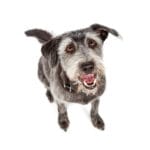 happy crossbreed dog sitting overhead view