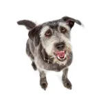 happy crossbreed dog sitting overhead view