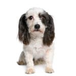harvanese bichon, 4 years old, in front of white background, stu
