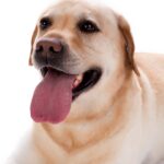Blonde young labrador dog, studio portrait