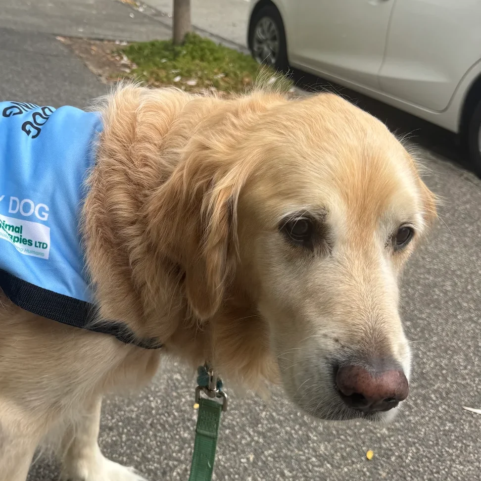 lara freney animal assisted therapy dog handler