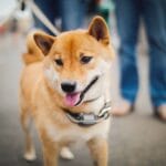 Shiba inu doge puppy dog pet pets walking on leash outdoors cute happy exercise