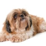 shih tzu dog