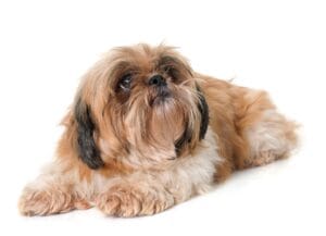 shih tzu dog