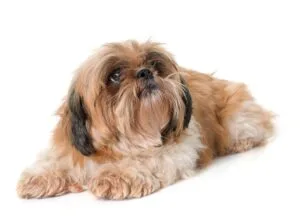 shih tzu dog