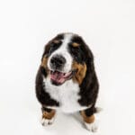 studio shot of berner sennenhund puppy on white studio background