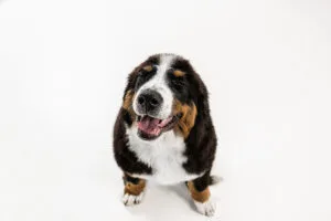 studio shot of berner sennenhund puppy on white studio background
