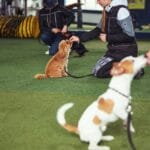 Three female trainers giving their puppies treats
