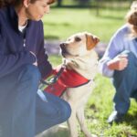 Two guide dogs at dog training