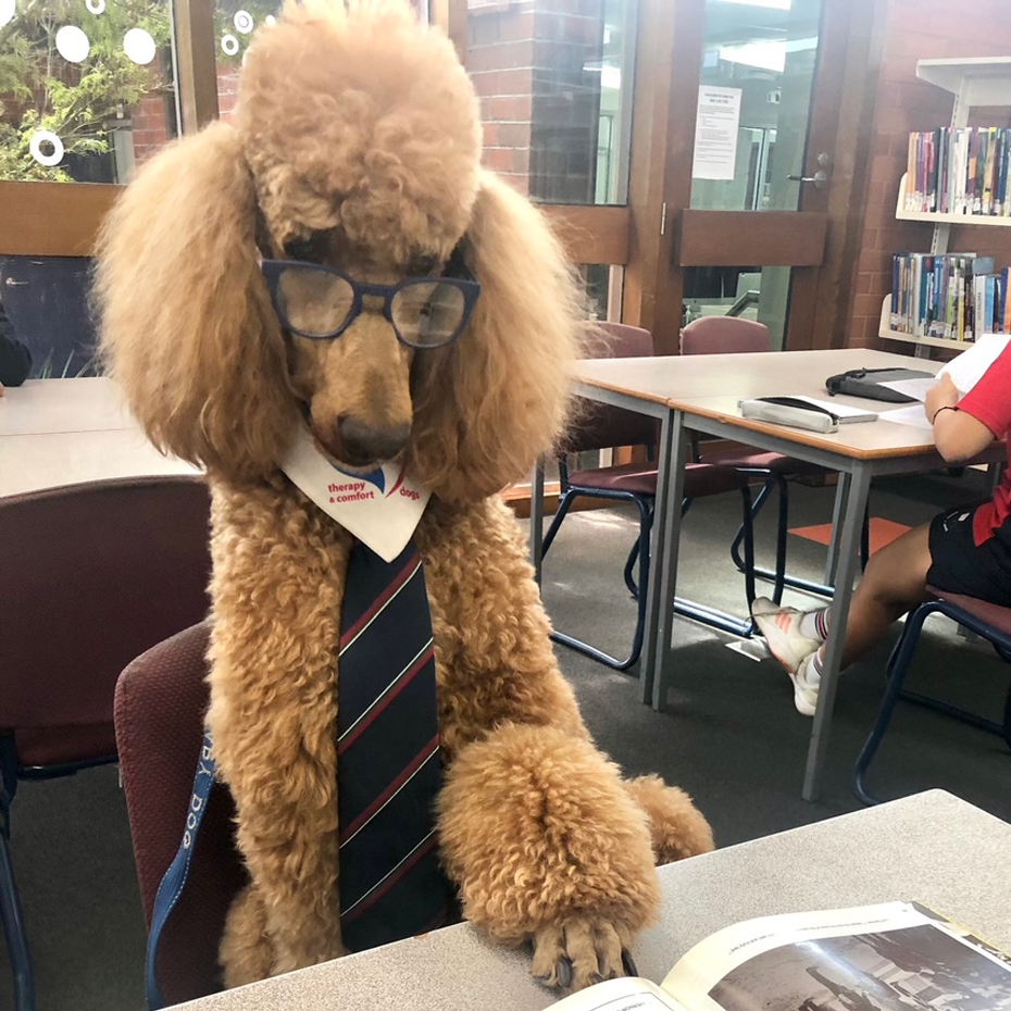 layer 0 Poodle wearing glasses and tie reading a book.