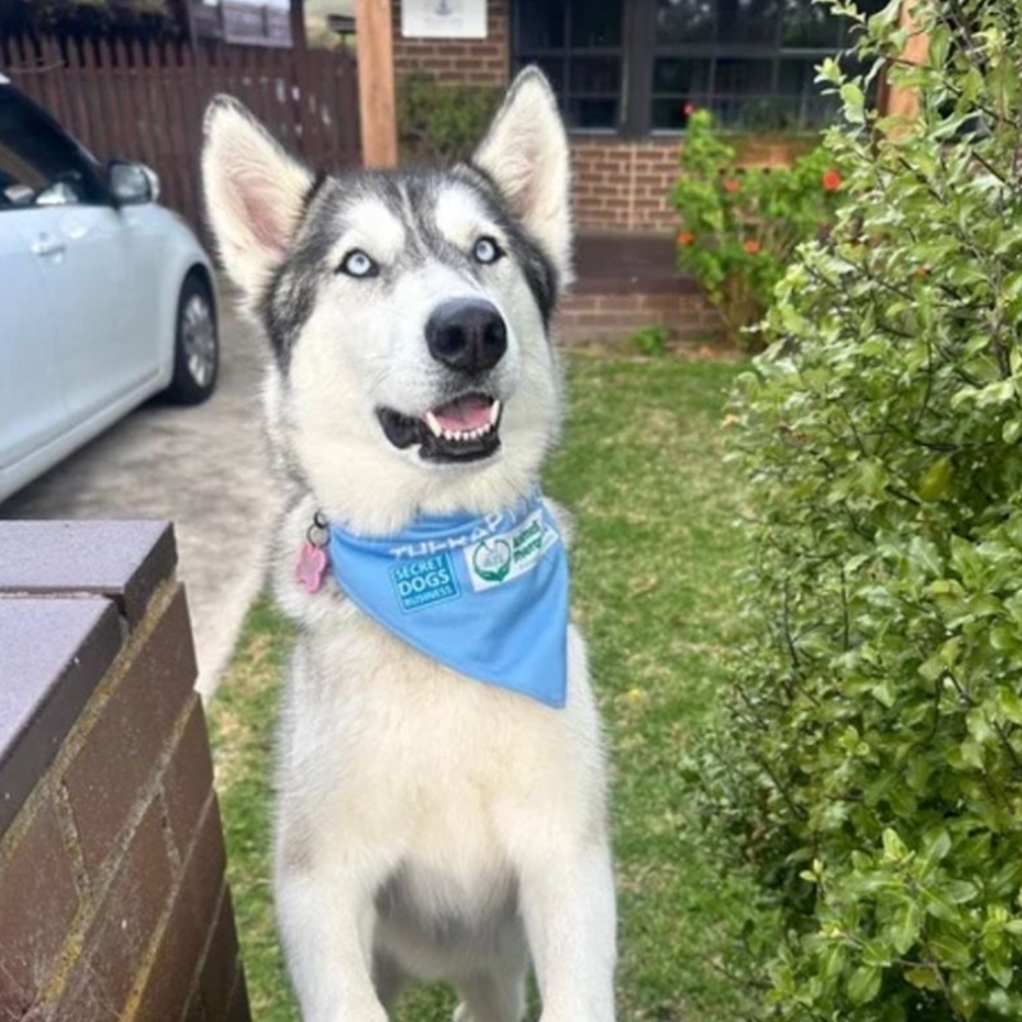 screenshot 2025 12 18 at 9.55.28 am Happy husky wearing blue bandana in backyard.